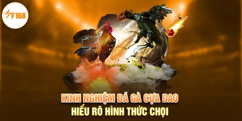 Kinh nghiệm đá gà cựa dao - hiểu rõ hình thức chọi 