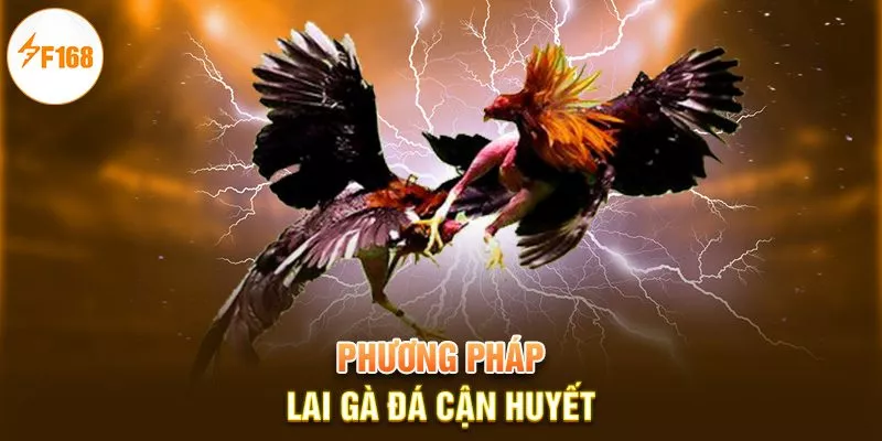 Phương pháp lai gà đá cận huyết